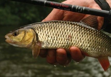 Ловля голавля на вабики