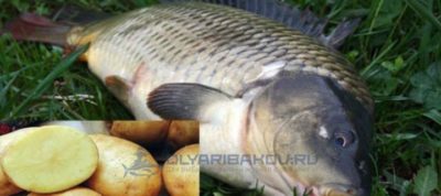 Ловля карпа и сазана на картошку