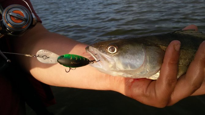 Ловля рыбы на воблер