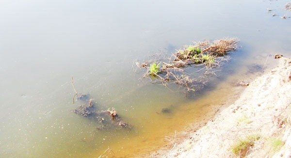 Небольшое дерево в воде
