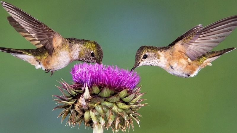 Чем питаются колибри