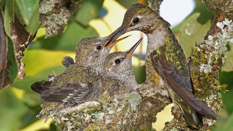 Колибри с потомством