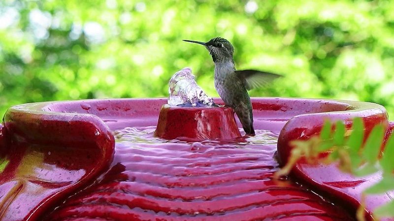 Как купается колибри