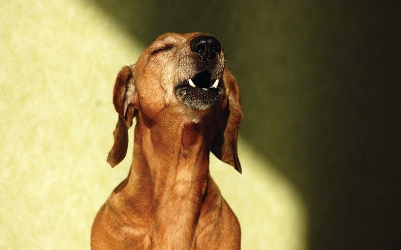 Профессия - гавкающий сыщик собак