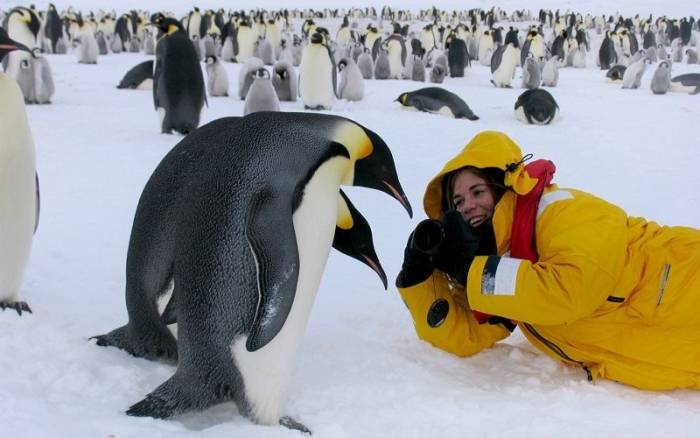 Переворачиватель пингвинов