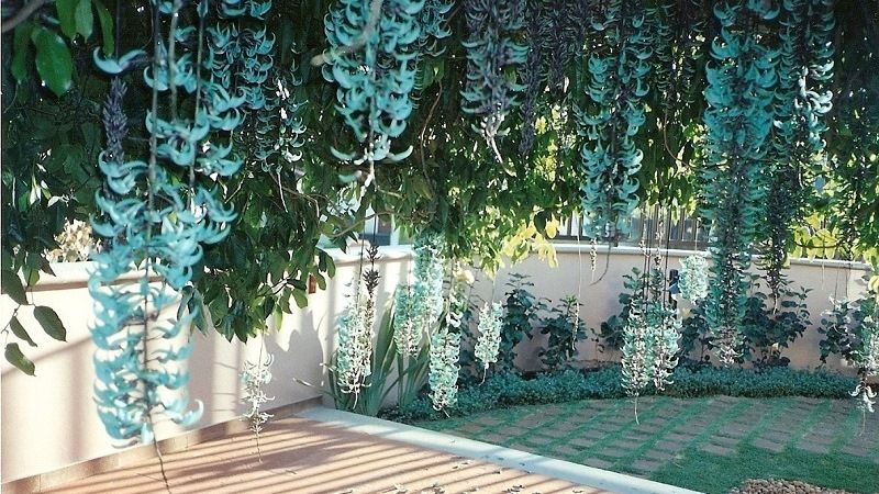 Стронгилодон крупнокистевой