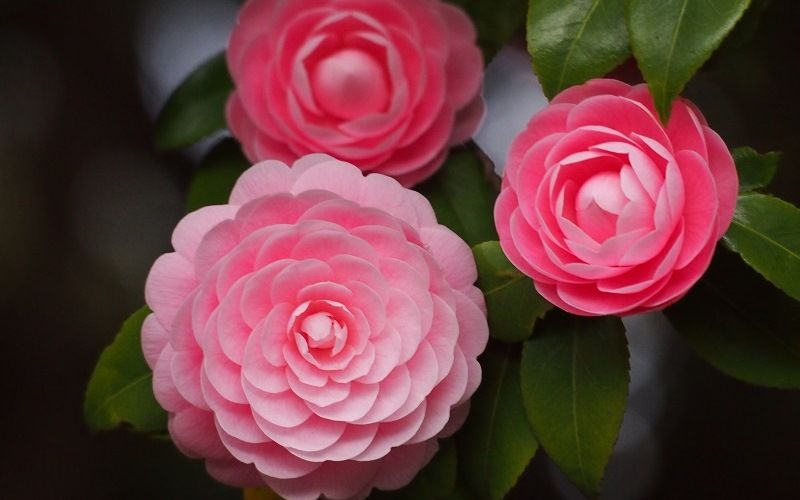 Камелия японская