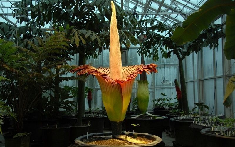 Аморфофаллус титанический