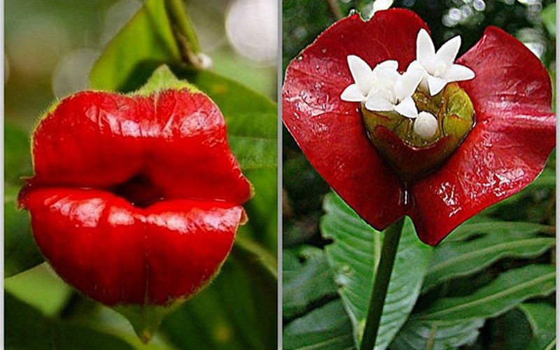 Психотрия элата