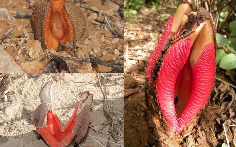 Гиднора африканская