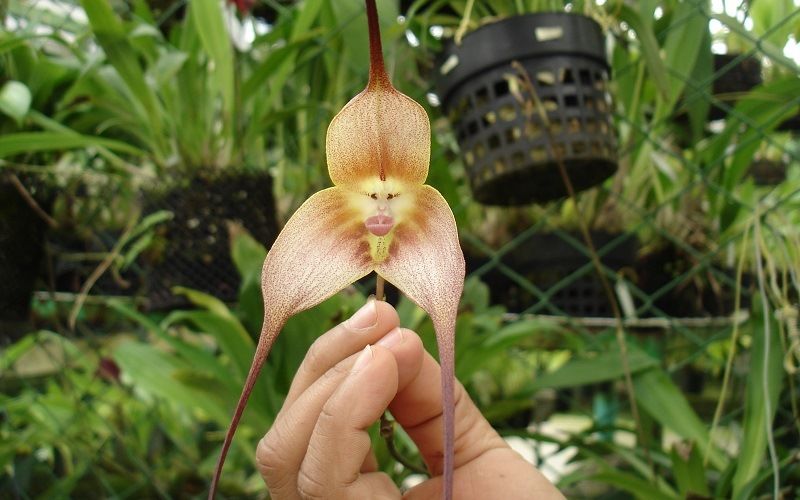 Ятрышник обезьяний