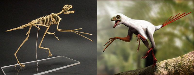 Эпидексиптерикс