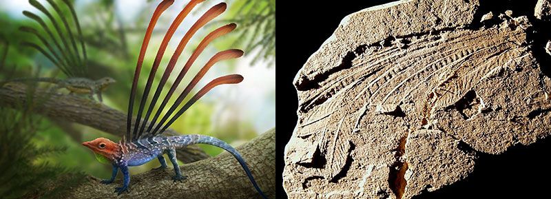 Лонгисквама