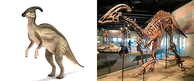 Паразауролоф