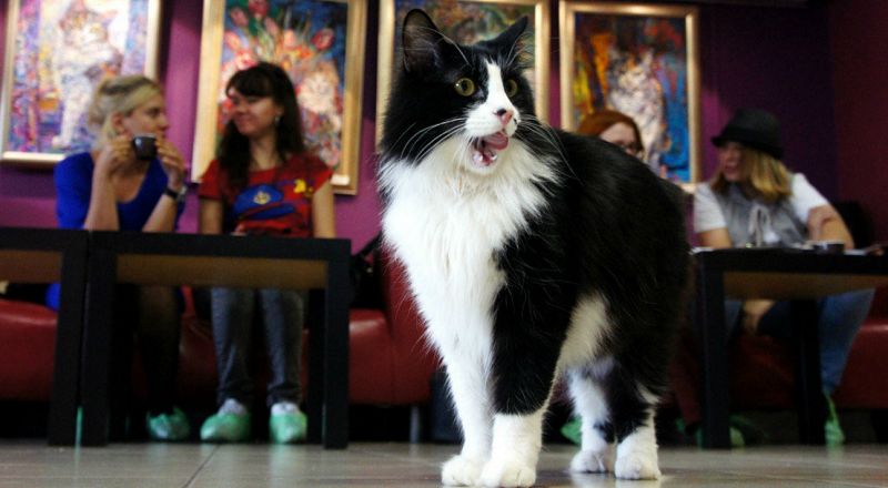 кафе «Minimum»