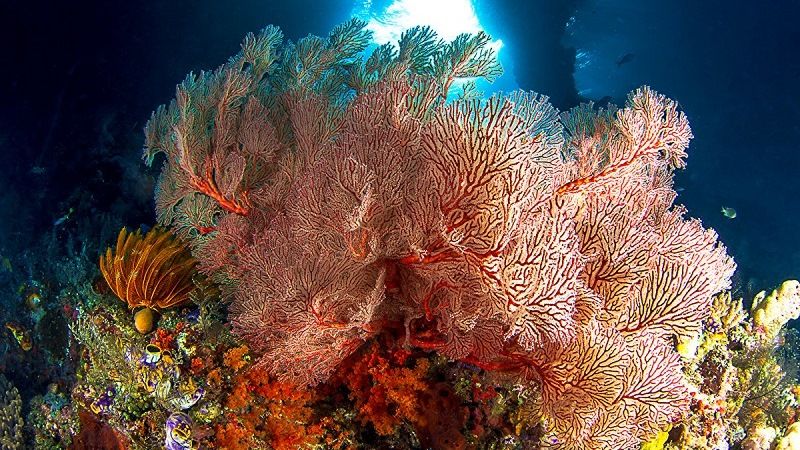 Мир кораллов