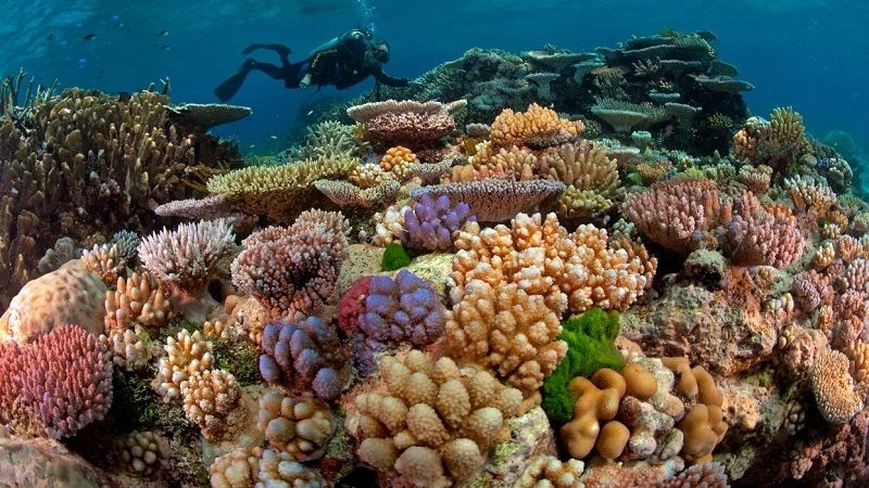 Кораллы большого барьерного рифа