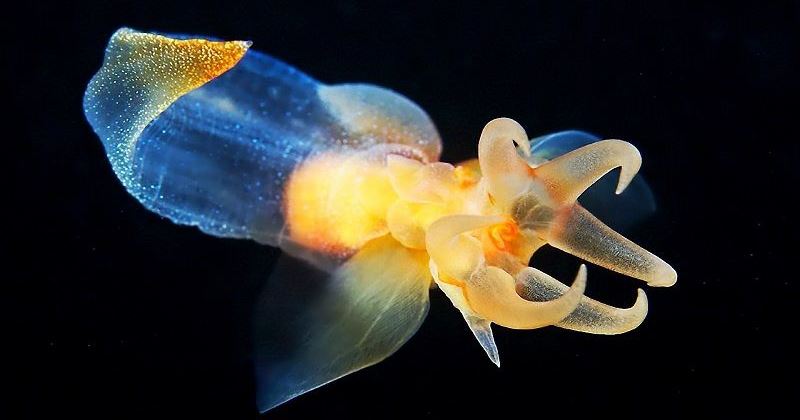 Морской ангел