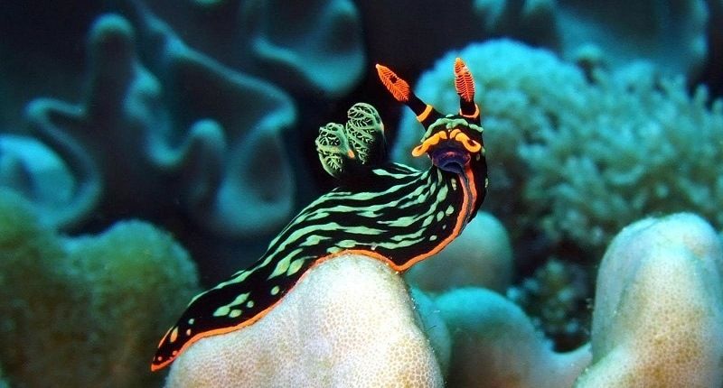 Удивительные моллюски