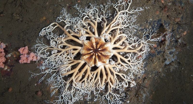 Медуза Горгона