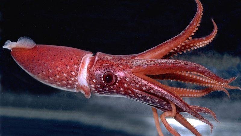 Глубоководный зонтик