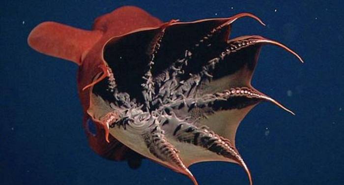 Адский вампир