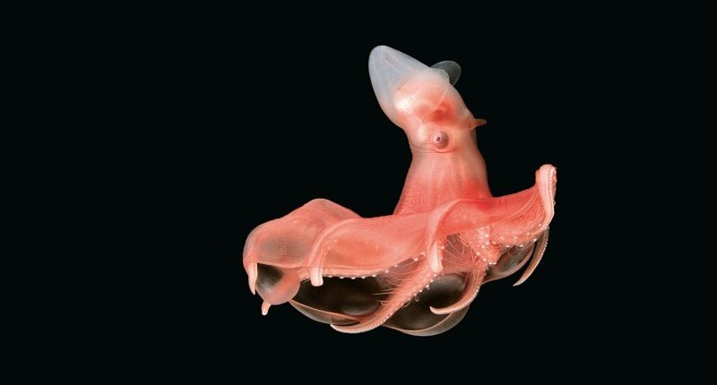 Биолюминесцентный осьминог