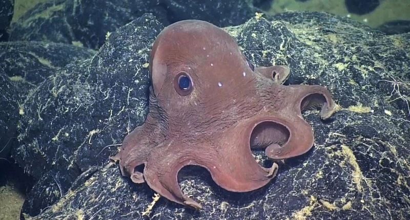 Осьминог Гримпотевтис