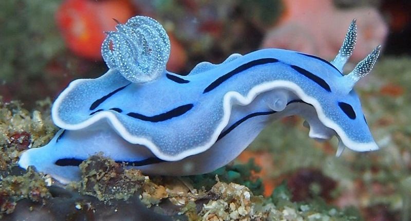 Halgerda terramtuentiss