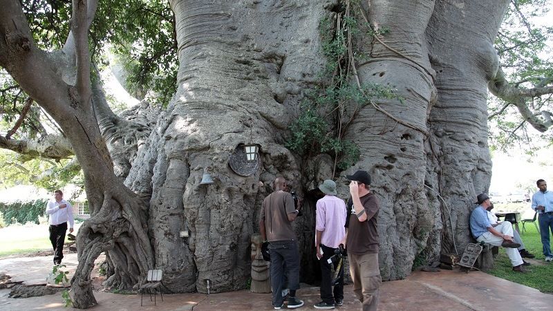 Баобаб Санлэнд