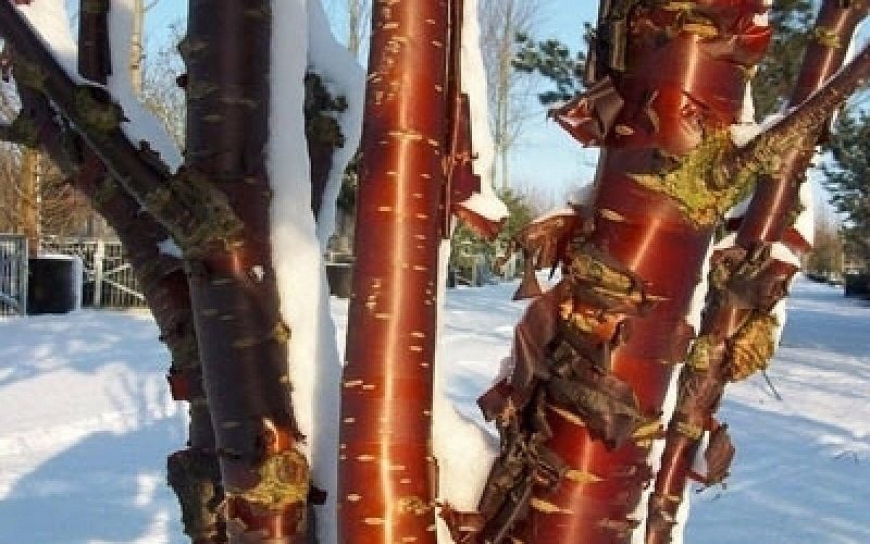 Пильчатая вишня