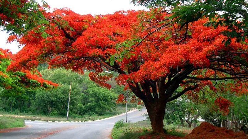 Делоникс королевский