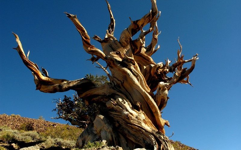 Сосна Мафусаил