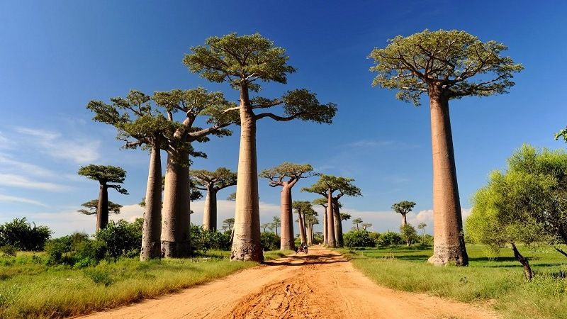 Мадагаскарский баобаб