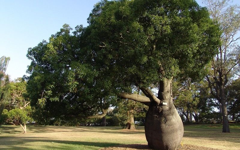 Бутылочное дерево