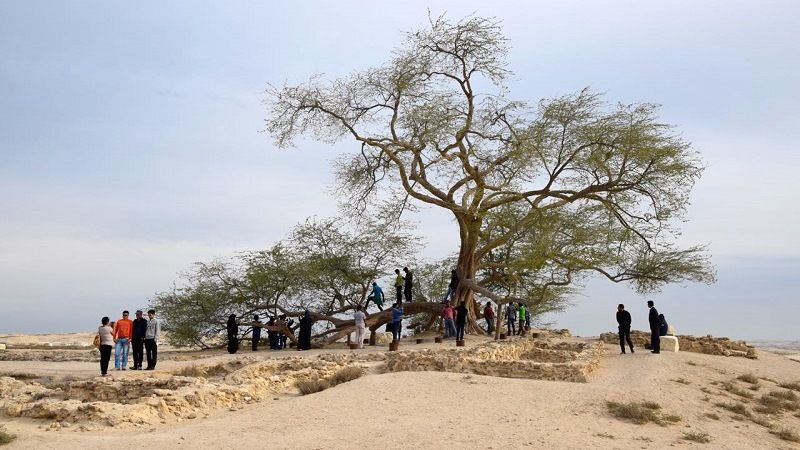 Дерево жизни, Бахрейн