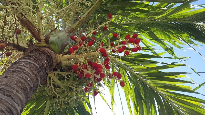 Персиковая пальма