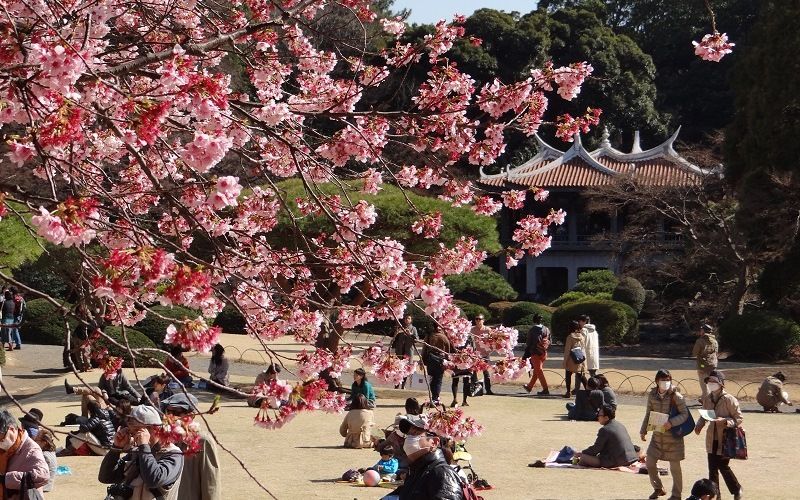 Праздник О-ханами