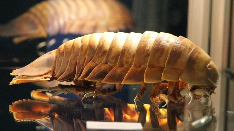 Гигантский изопод