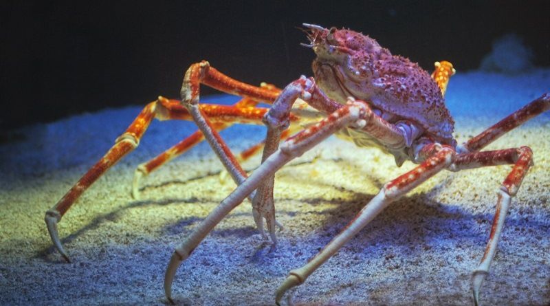 Японский краб-паук