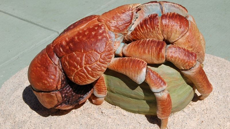 Кокосовый краб