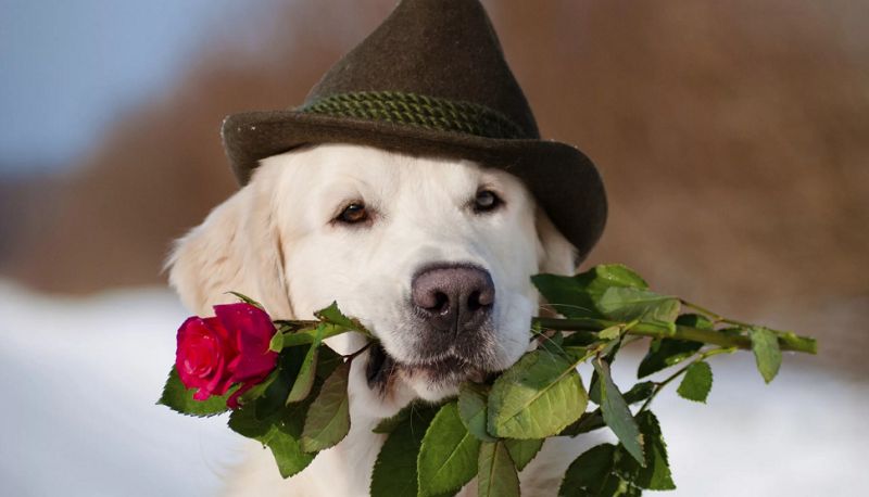 Необычные поздравления на свадьбе