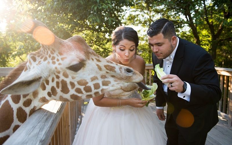 Свадьба в зоопарке