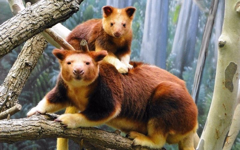 Древесные кенгуру