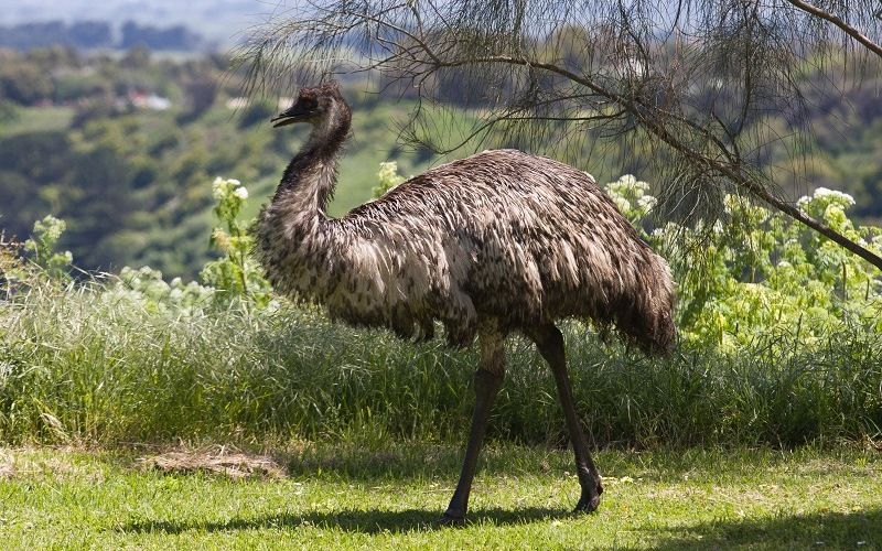 Австралийский Эму