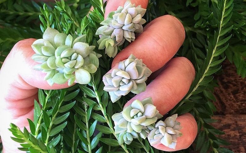 «Succulentnails» маникюр