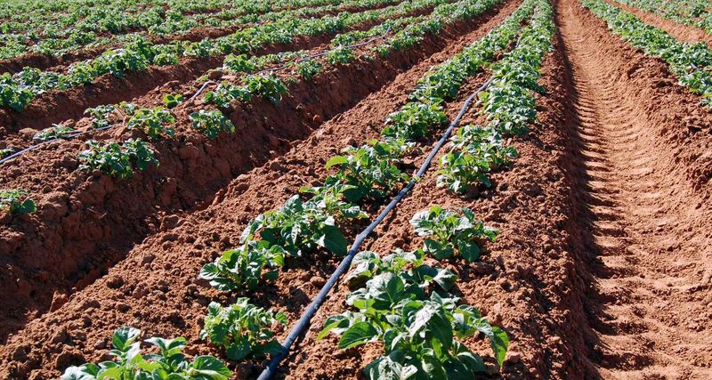 Метод Митлайдера при выращивании картофеля