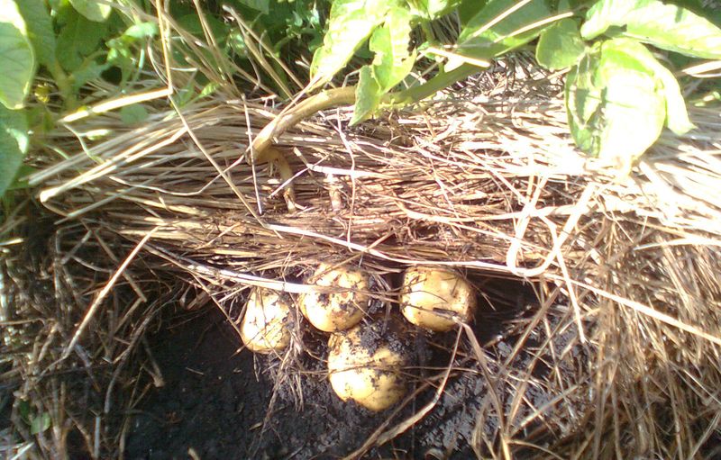 Выращивание в соломе картофеля