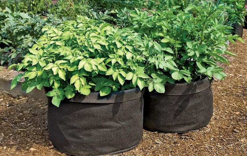 Выращивание картофеля в мешках