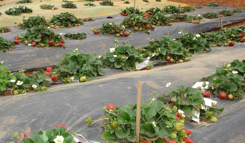 Клубника пленочным способом